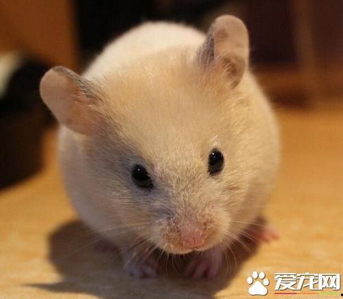 仓鼠皮肤爆料最新,最新爆料揭示其独特结构与功能